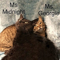 Thumbnail photo of Ms Midnight and Ms Georgie   Martinez PFE  May 25 #1