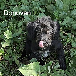 Thumbnail photo of Donavan #2