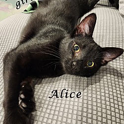 Thumbnail photo of ALICE #3