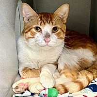 adopt a pet