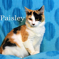 Thumbnail photo of Paisley #2