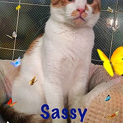 Thumbnail photo of Sassy #2