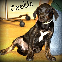 Thumbnail photo of Cookie ~ meet me! #2