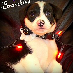 Thumbnail photo of Brambles~adopted! #4