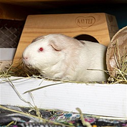 Thumbnail photo of Ollie & Simba #2