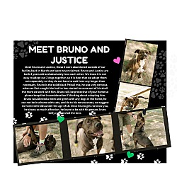 Photo of Bruno and Justice