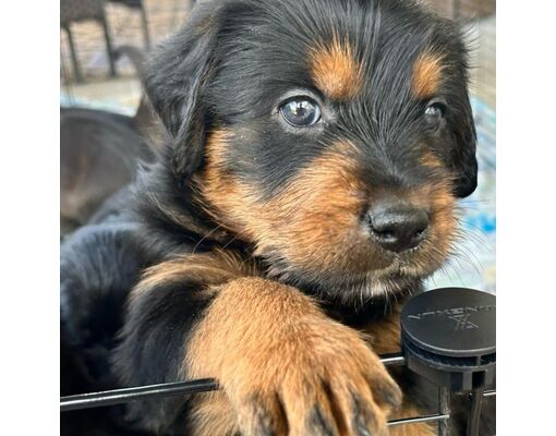 Phoenix, AZ - Rottweiler/Mastiff. Meet Archer a Pet for Adoption ...