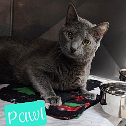 Photo of Pawl