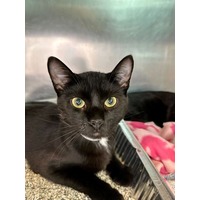 adopt-pet