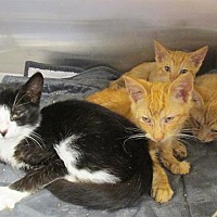 adopt a pet