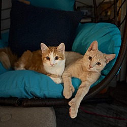 bonded pet photo