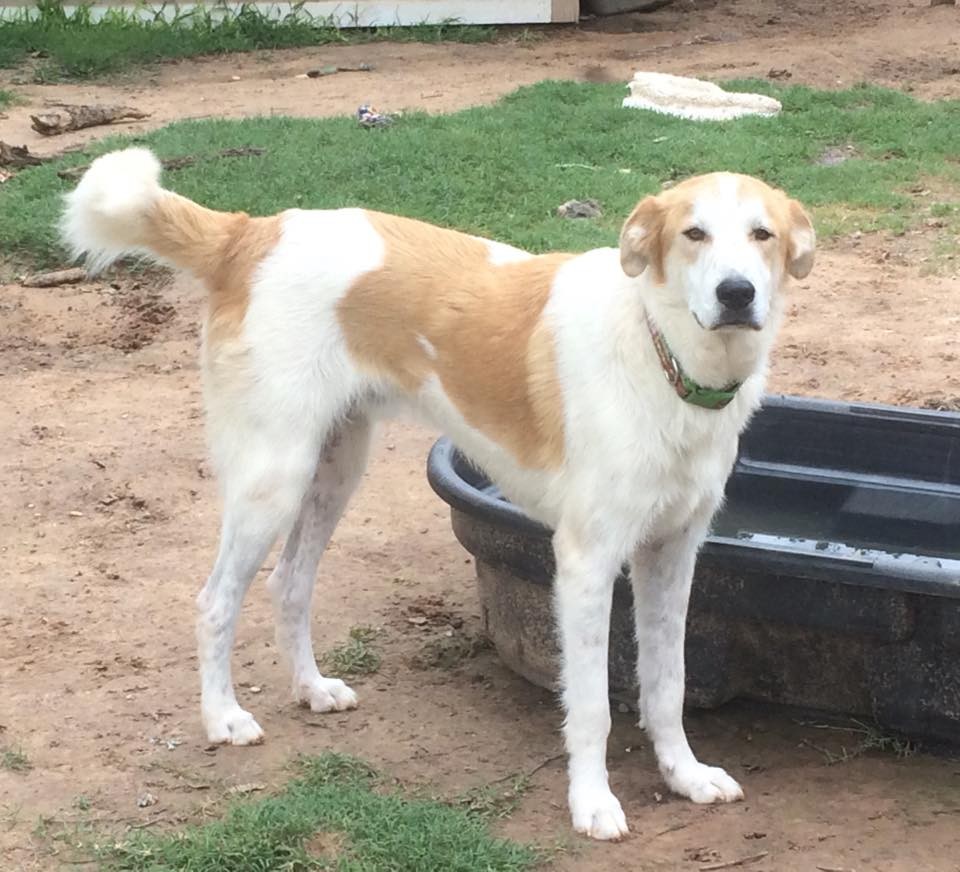 great pyrenees bluetick coonhound mix