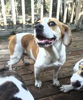 Chillicothe Oh Beagle Meet Autumn A Pet For Adoption