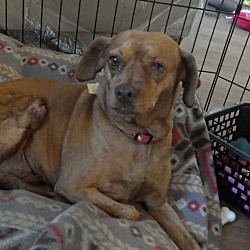 Thumbnail photo of Sandy (Special Needs) #2