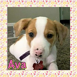 Photo of Ava