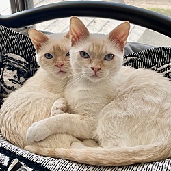 Photo of Cloud & Chalky
