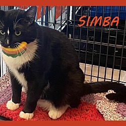 Photo of SIMBA