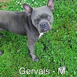 Photo of Gervais