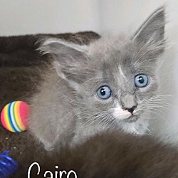 Thumbnail photo of Cairo #4