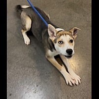 adopt a pet