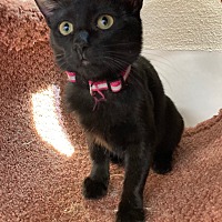 adopt-pet
