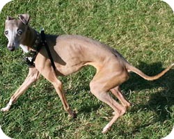 skinny greyhound