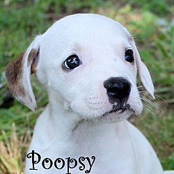 Thumbnail photo of Poopsy ~ meet me! #2