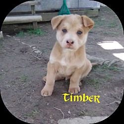Thumbnail photo of Timber #2
