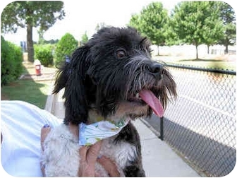 havanese rescue nj