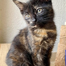 Thumbnail photo of EMERALD Hemingway Baby Tortie #4