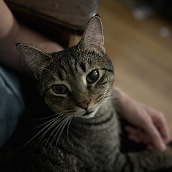 Thumbnail photo of SOLOMON-adopt with Noah #1