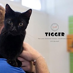 Thumbnail photo of Tigger #1