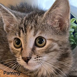 Thumbnail photo of Pammy (24-757) #3