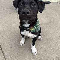adopt a pet