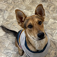 adopt a pet