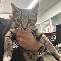 adopt a pet