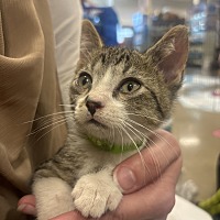 adopt-pet