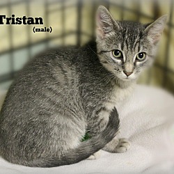 Thumbnail photo of Tristan #4