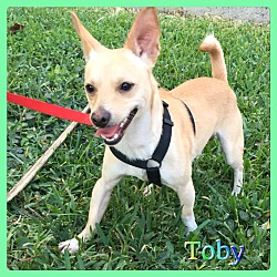Thumbnail photo of Toby #4