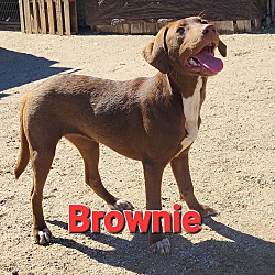 Photo of Brownie
