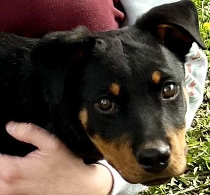Colton, CA - Rottweiler. Meet ‘4 Dakota a Pet for Adoption - AdoptaPet.com