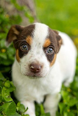 Twin Falls, ID - Chihuahua. Meet Ben Chunky Monkey a Pet for Adoption ...