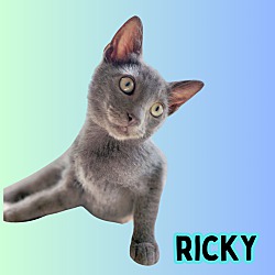 Thumbnail photo of playful Ricky #2