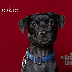 Thumbnail photo of Cookie #4