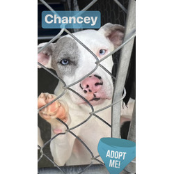 Thumbnail photo of Chancey #1