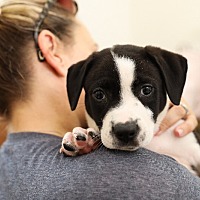 adopt a pet