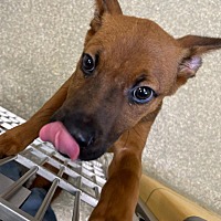 adopt a pet
