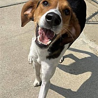 adopt a pet