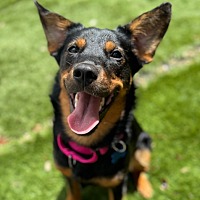 adopt a pet