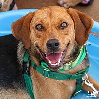 adopt a pet